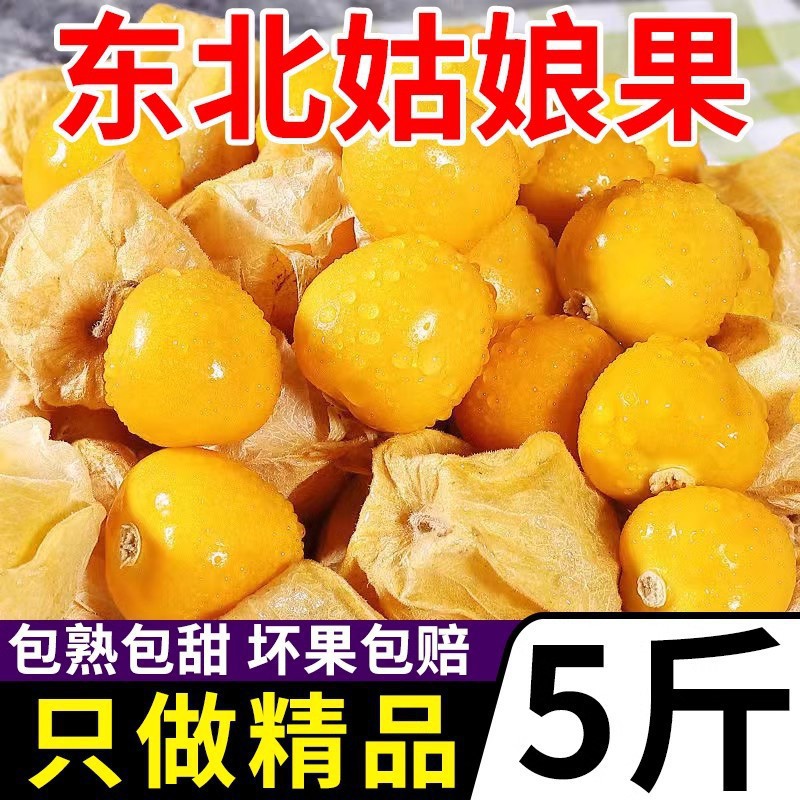 整箱红姑娘果新鲜菇娘5甜洋黄灯笼果3包邮斤孕妇菇娘东北当季水果