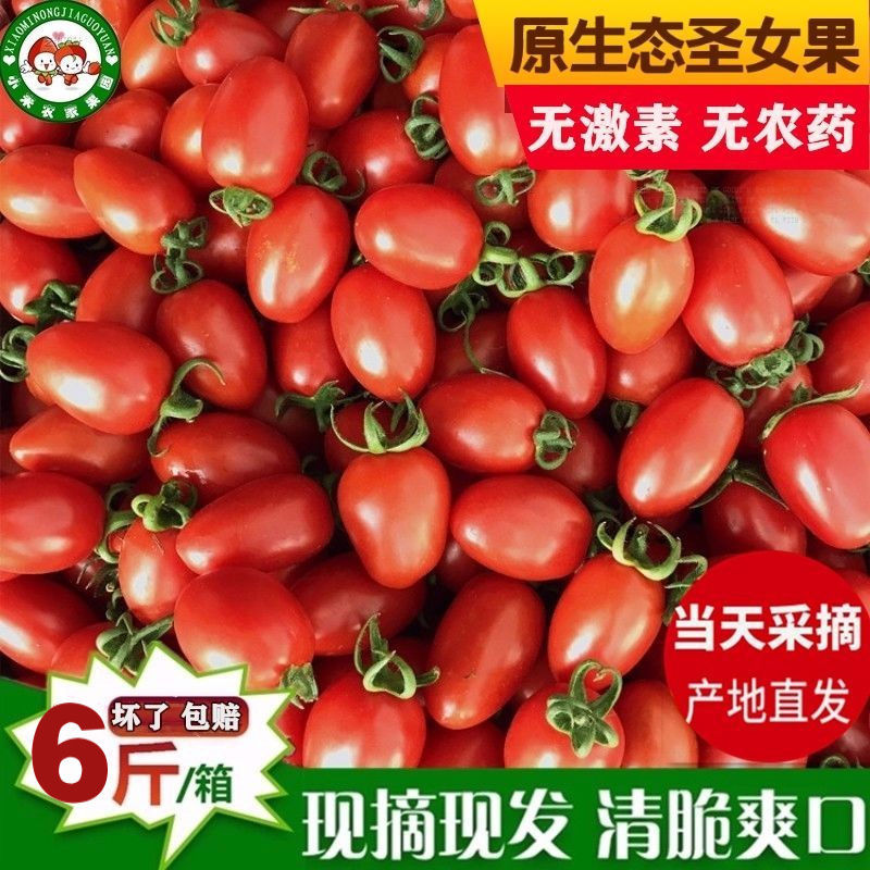 圣女果酸甜小西红柿新鲜商用小番茄非千禧柿子水果糖葫芦番茄